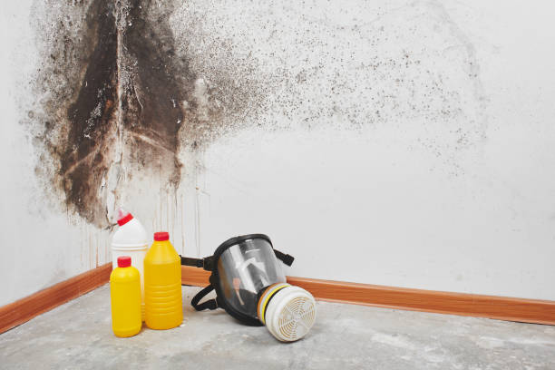 Best Toxic Mold Removal  in Fairmount, TN