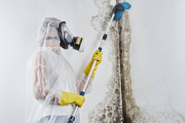 Best Toxic Mold Removal  in Fairmount, TN