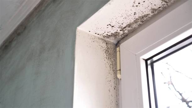 Best Black Mold Removal  in Fairmount, TN