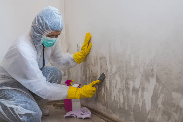 Best Office Mold Removal Services  in Fairmount, TN