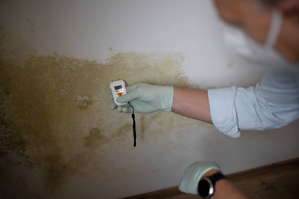 Best Home Mold Removal  in Fairmount, TN