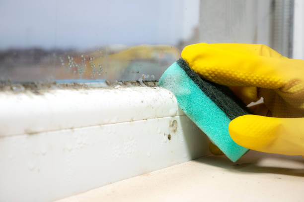 Best Mold Removal Company Near Me  in Fairmount, TN