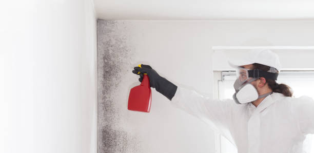 Best Mold Removal Company Near Me  in Fairmount, TN