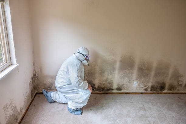 Professional Mold Removal in Fairmount, TN