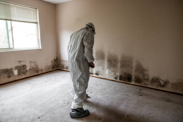 Best Local Mold Removal Service  in Fairmount, TN