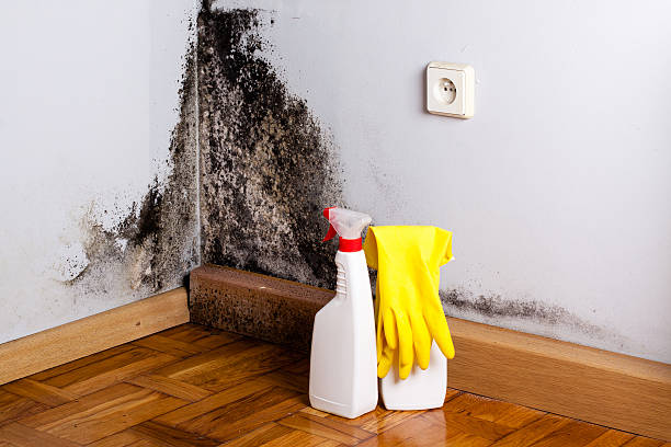 Office Mold Removal Services in Fairmount, TN